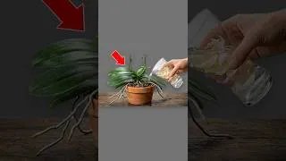 Thumbnail: Just Garlic Skins Will Make Your Orchid Bloom Nonstop!