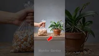 Thumbnail: Just Eggshells and Vinegar! Watch Your Orchids Bloom Like Never Before