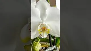 Thumbnail: Just sprinkle a little! Suddenly! Each orchid button blooms many magical flowers!