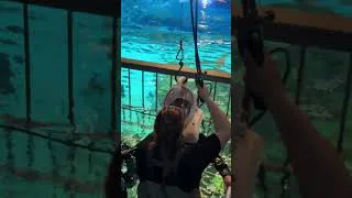 Thumbnail: Come face-to-fin with multiple shark species during an Out to Sea Shark Dive at Wonders of Wildlife!