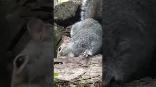 Thumbnail: Gravity-Defying Squirrel Enjoys Snack Upside Down! 🔄🐿️🤣