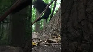 Thumbnail: Woodland Crow Lands for a Snack.  #bird #crow #dogtv #cattv