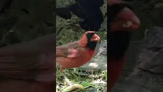 Thumbnail: Close-up of a Curious Cardinal!