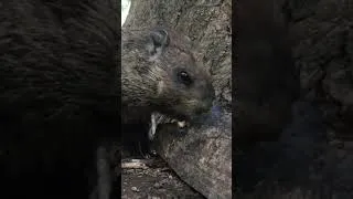 Thumbnail: Woodland woodchuck enjoys a snack in the woods. 🪵