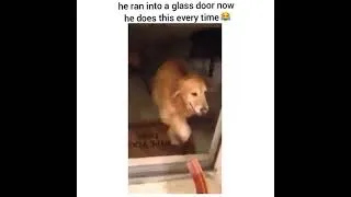 Thumbnail: Dog Tests Glass Door