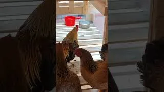 Thumbnail: Chicken Coop Made From Pallets #woodworkingskill #woodworking #wood #timelesscraftsmanship #diy