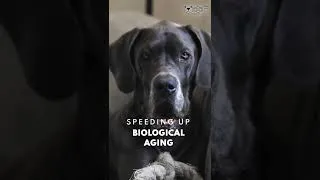 Thumbnail: Why Small Dogs Live Longer Than Big Dogs 🐾 | The Science Behind Dog Lifespan | WOOF