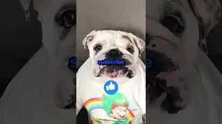 Thumbnail: Never let your dog see snow 😂⛄ #shorts