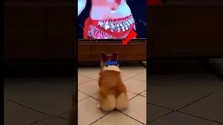 Thumbnail: Never let your Dog hear this song #shorts