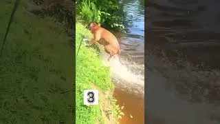 Thumbnail: Never let your dog play with its tail #shorts #dog