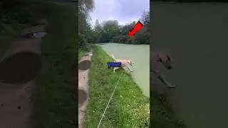 Thumbnail: Never Let Your Dog See Water 😂 #shorts