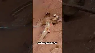 Thumbnail: The meeting of two mudskippers can go terribly wrong…