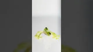 Thumbnail: The worlds cutest frog #glassfrog