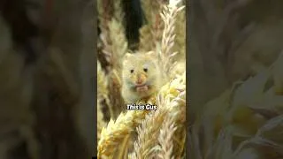 Thumbnail: Making Friends With a Tiny Mouse