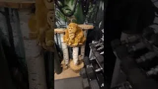 Thumbnail: I Turned My Basement Into a Jungle (Gym)