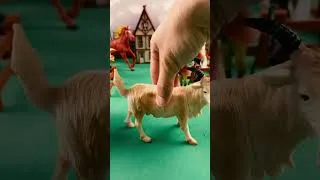 Thumbnail: BIG GOAT BEING TRANSPORTED / GRANDE CABRA SENDO TRANSPORTADA