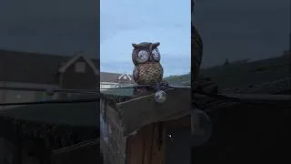 Thumbnail: We have a new addition to the workshop. Meet Bobo.