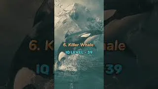 Thumbnail: Top 10 Most Intelligent Animals In The world #viral #shrots #reel #shortvideo #reels #viralreels