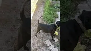 Thumbnail: Big Boy showing off!!! Spin Disc catches…He’s so vain that dog… #dog #discdog #doglover