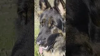 Thumbnail: Dog Vlogs are back :)