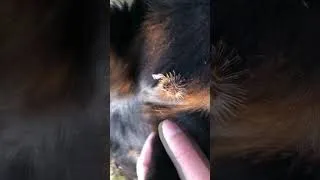 Thumbnail: Dog Walked Through Prickly Bush