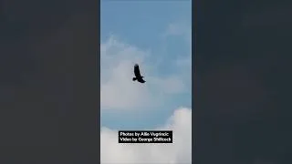 Thumbnail: Bald eagle released after two-week rehabilitation