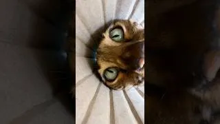 Thumbnail: ZLATA — THE CURIOUS BENGAL KITTEN! 😻