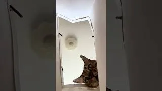 Thumbnail: Oh, that curious little kitten! 😸 #cat #kitten