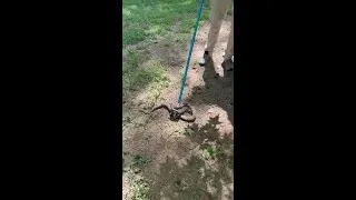Thumbnail: snake 3