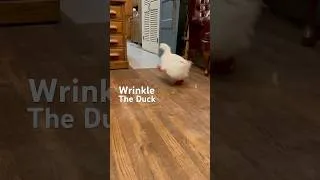 Thumbnail: Duck Running Down The Hall