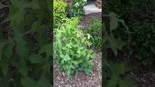 Thumbnail: When a weed tries to fit in with the other plants