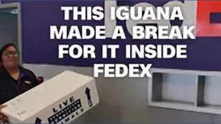 Thumbnail: Iguana escapes package at FedEx store