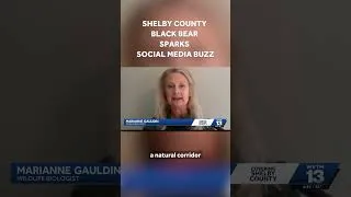Thumbnail: Juvenile black bear spotted near Shelby County condo sparks social media buzz in Alabama