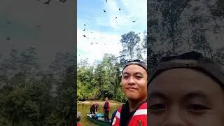 Thumbnail: Meet the foxes that fly 👀 #Borneo #shorts