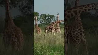 Thumbnail: POV: You're in the African Savannah 👀