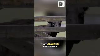 Thumbnail: Snow Fences Transforms Ranches
