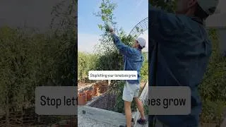 Thumbnail: Stop letting your tomatoes grow. Late summer is about ripening, not growing.