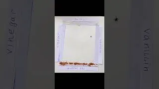 Thumbnail: Crazy experiment with tick... #tickseason #science #microbes #insects #microscope #ticks