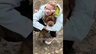 Thumbnail: A Stray Dog Found Me… and Became Bruno 🐶❤️ #camping #campping #campingwithdog