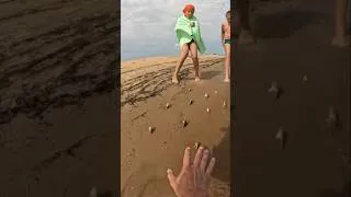 Thumbnail: Danger Finds ⚠️ Please don't forget about mussels on the beach