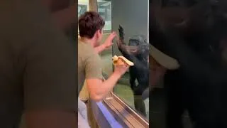 Thumbnail: Apes Freaked Out When I Spoke Their Language