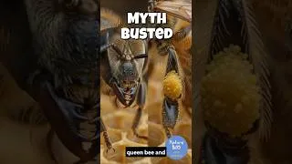 Thumbnail: 🐝Scientists Were Wrong About Queen Bees!