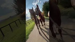 Thumbnail: Not a single brain cell #thoroughbred #ottb #horse #equestrian #racehorse #horseracing #eventer