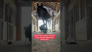 Thumbnail: It takes so long 😅 #horse #horseracing #equestrian #eventer #ottb #thoroughbred #racehorse