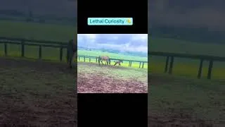 Thumbnail: You get to keep watching her be a menace 🫡 #equestrian #thoroughbred #horseracing #racehorse #horse