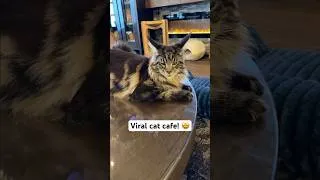 Thumbnail: New viral cat cafe in Orlando Florida! 🤩 #catcafe #mainecoon