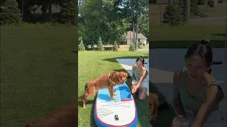 Thumbnail: training our dog to paddleboard 🏄🏻‍♀️🐶 #goldenretriever #paddleboard