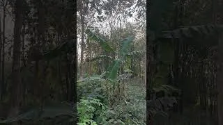 Thumbnail: Enjoying the sound of wild birds in Nepal #travelvlog #travel #jungle