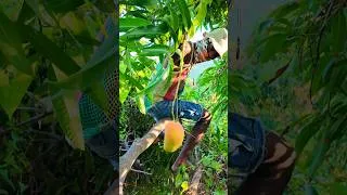 Thumbnail: Mangoes Harvesting - Mangoes Eating on a Tropical island 🥭🥭