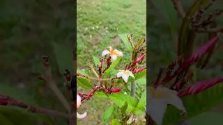 Thumbnail: Beautiful Frangipani Flower After Rain 🌸 #youtubeshorts #nature #keepsupporting
